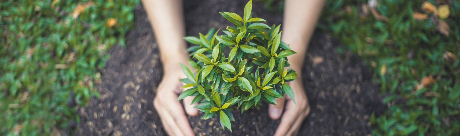 6 ways plants contribute to healthy living